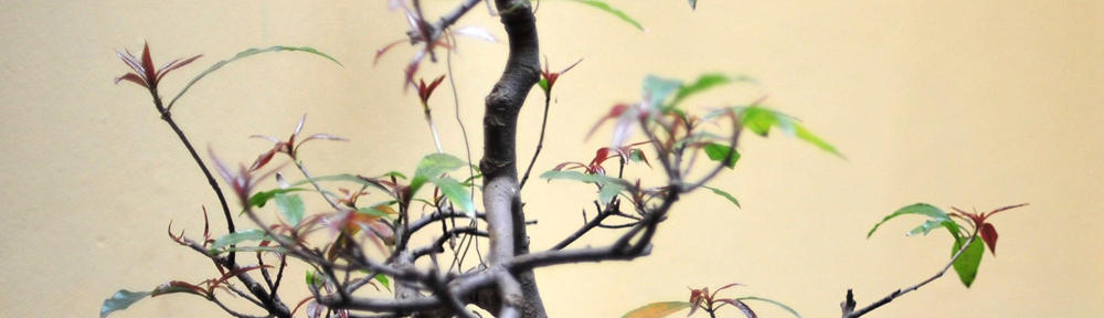 H. Ghulam Muhammad,SH.M.Hum.